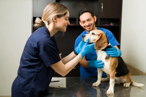Animal Pharmacist Staffing Agency